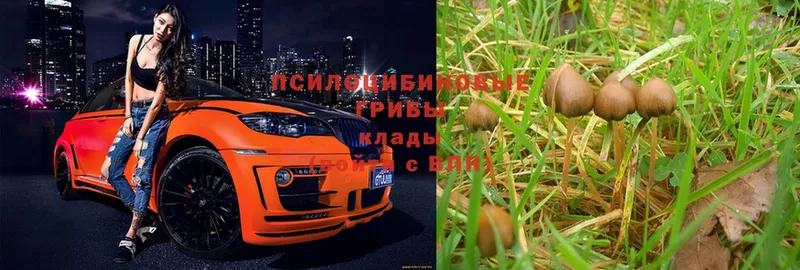 Псилоцибиновые грибы Psilocybe  Шарыпово 